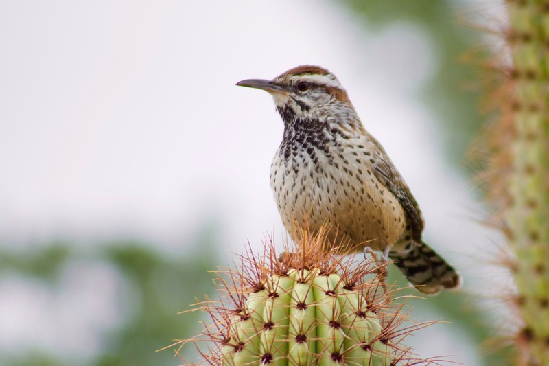 Bird sitting on a cactus north phoenix