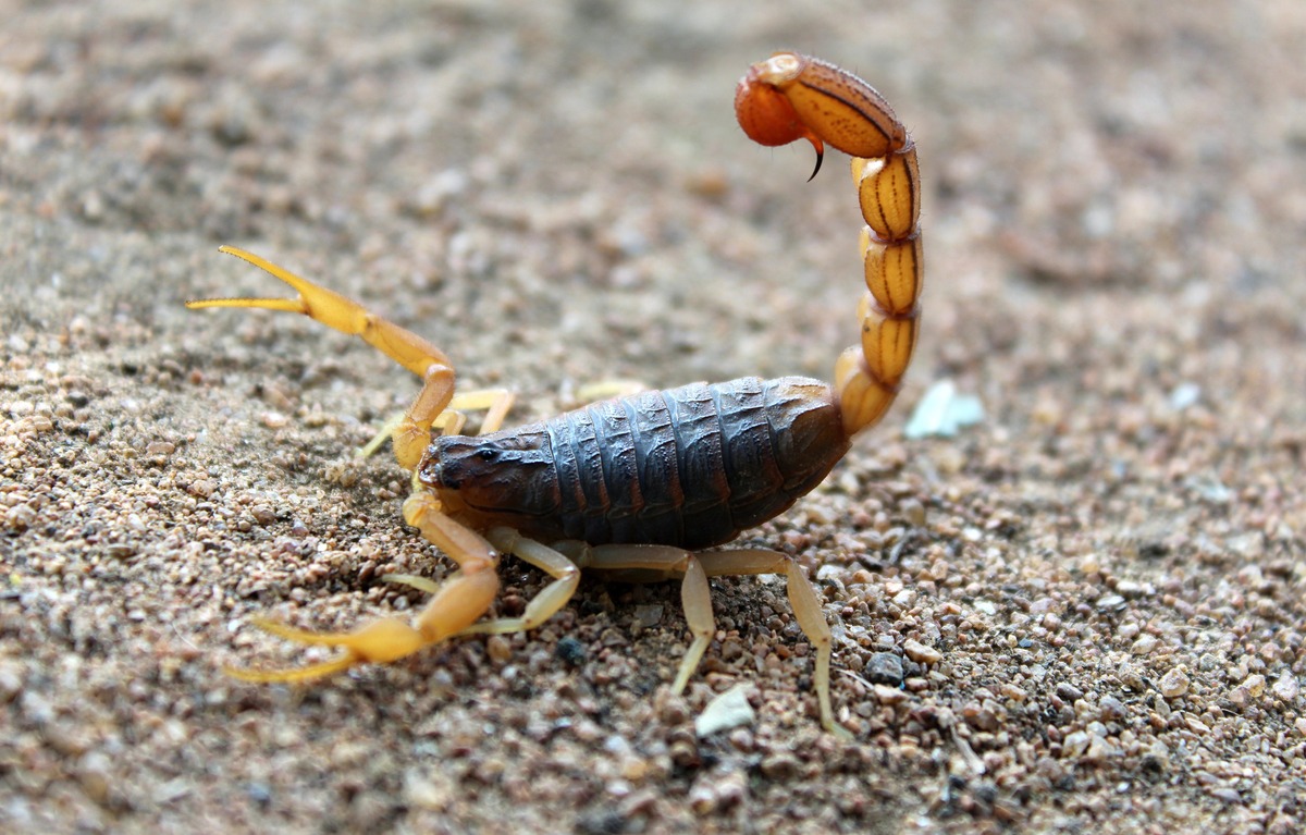 scorpion danger in Phoenix AZ