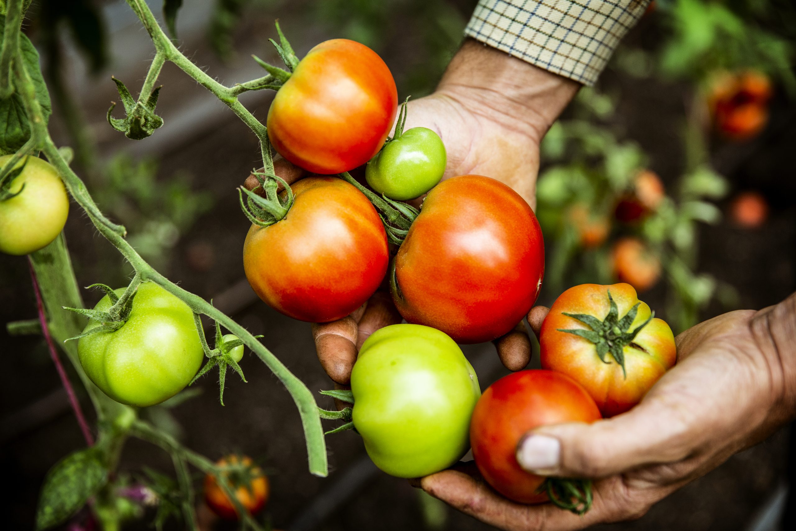 growing tomatoes in Phoenix